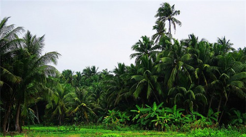 欢饮奶茶一年盈利多少，2025奶茶加盟店还能做吗
